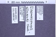 Etiketten zu Elasmosomus alluaudi (NHMW-ZOO-COL-0008100)